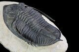 Zlichovaspis Trilobite - Atchana, Morocco #72890-3